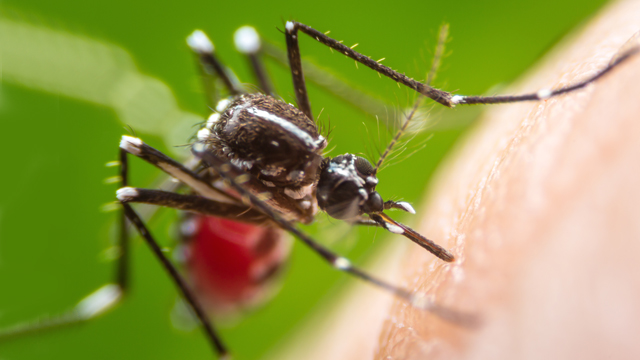 febre amarela_mosquito